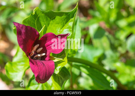 Immagine ravvicinata di un singolo rosso selvatico trillium fiore in West Virginia, circondato da verde. Foto Stock