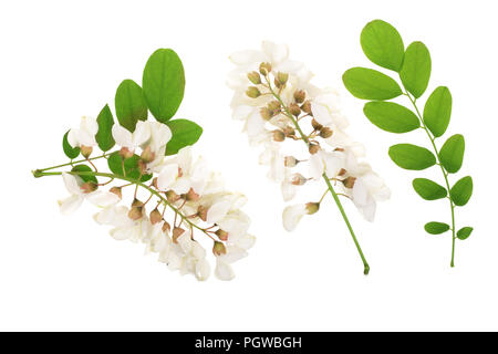 Fioritura acacia con foglie isolati su sfondo bianco, fiori di acacia, Robinia pseudoacacia . Acacia bianco Foto Stock