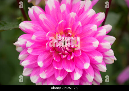 Pink Gingham dalia, isola di Swan dalie, Clackamas County, Oregon Foto Stock