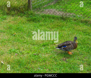 Selvatica più colorata permanente d'anatra in erba Foto Stock