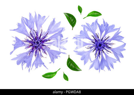 Blu fiordaliso isolati su sfondo bianco macro Foto Stock