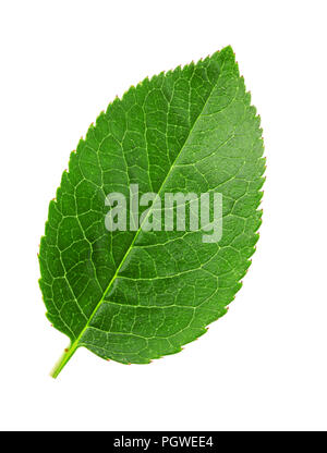 Cherry leaf isolati su sfondo bianco macro Foto Stock