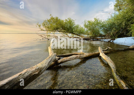 Natura incontaminata sulle rive del Müritz, tronchi di alberi che giace nell'acqua, la luce del mattino, vicino Röbel Foto Stock