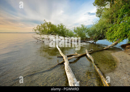 Natura incontaminata sulle rive del Müritz, tronchi di alberi che giace nell'acqua, la luce del mattino, vicino Röbel Foto Stock