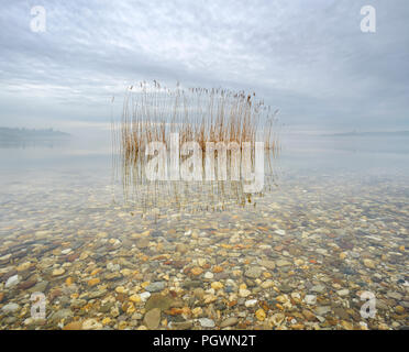 Misty lake con ance, acqua chiara con ciottoli, cielo nuvoloso, lago Geiseltalsee, Sassonia-Anhalt, Germania Foto Stock