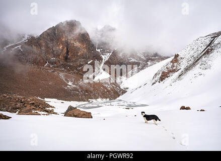 Cane nero sulla montagna innevata Lago di Zaili Alatay ad Almaty in Kazakistan Foto Stock