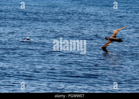 Brown booby Gannett inseguono a pesci volanti in Polinesia francese Foto Stock