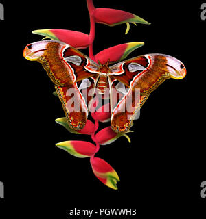 Atlas moth - butterfly Attacus atlas sul fiore heliconia rostrate o uccello del paradiso o appendere lobster claw isolati su sfondo nero Foto Stock