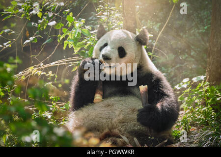 Gigantesco orso panda in Cina