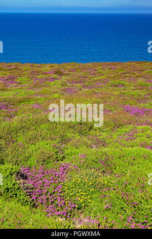 Viola heather in fiore sulla North Cornwall costa vicino a St Agnes Testa e accanto al South West Coast Path. Foto Stock