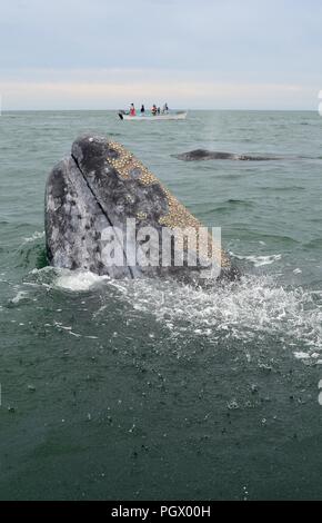 Balena Grigia madre e vitello con barca per fare whale watching. Foto Stock