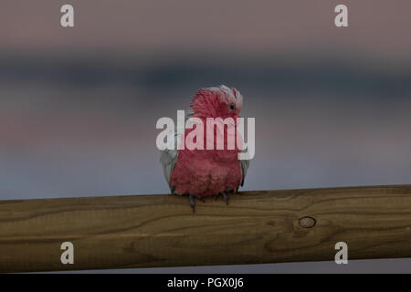 Galah rosa-brested cacatua che posano per una foto da spiaggia Foto Stock