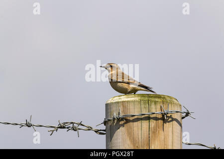 Culbianco (Oenanthe oenanthe) appollaiato sulla staccionata in legno post a Seaford REGNO UNITO. Un migrante estivo con striscia pallido over eye piumaggio femminile. Foto Stock