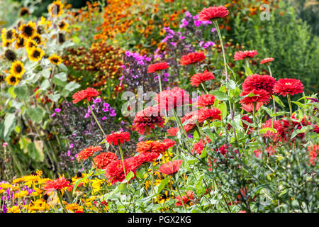 Misto bordo letto di fiori estivi, Zinnia rossa, Rudbeckia, girasoli, fiori belli nel cottage giardino estivo Foto Stock