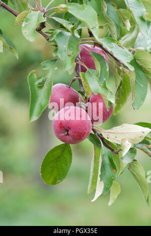 Malus domestica. Apple 'Redlove era" sulla struttura ad albero Foto Stock