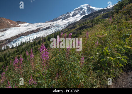 Piuttosto, color magenta Fireweed - Rosebay Willowherb - stand in primo piano sotto il monte Baker e Coleman ghiacciaio. Immagine dalla cresta Heliotrope hikin Foto Stock