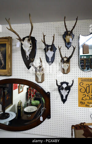 Raccolta di cranio animale di corna di cervo e di voci di bric-à-brac sul display un inglese un centro di antiquariato Foto Stock