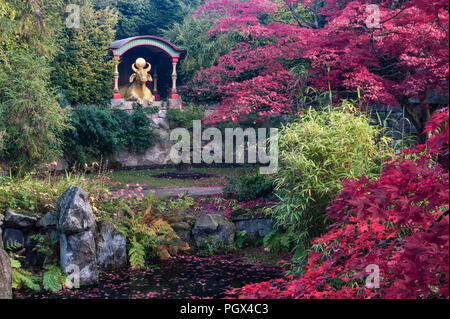 Colore di autunno a Biddulph Grange giardino, Staffordshire, Regno Unito. Il Golden bue o vitello nella parte del giardino noto come " Cina " Foto Stock