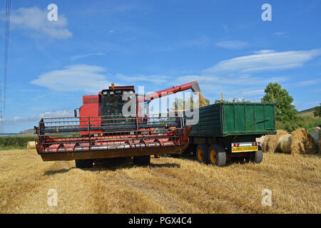 Case International 1660 Mietitrebbia Foto Stock