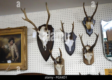 Raccolta di cranio animale di corna di cervo e di voci di bric-à-brac sul display un inglese un centro di antiquariato Foto Stock