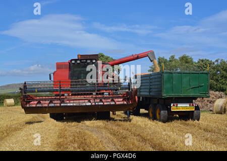 Case International 1660 Mietitrebbia Foto Stock