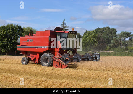 Case International 1660 Mietitrebbia Foto Stock