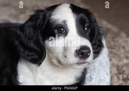 Spaniel cucciolo a croce Foto Stock