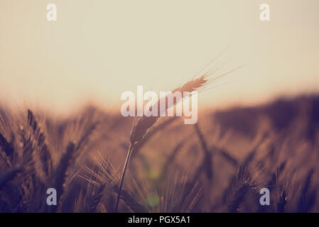 Retrò stile vintage immagine di un campo di grano presso sunrise con spighe di grano di maturazione retro illuminato dal sole con copyspace sopra il cielo in un agricolo una Foto Stock