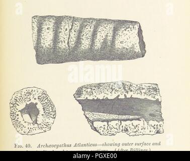 Immagine dalla pagina 183 di 'vita l'Alba sulla terra essendo la storia dei più antichi noti resti fossili e le loro relazioni di tempo geologico e allo sviluppo del regno animale ... Secondo mille" . Foto Stock