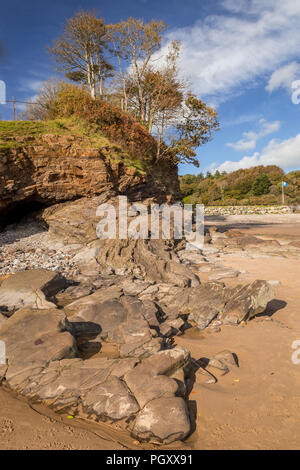 Alberi vicino alla spiaggia a Saundersfoot, Pembrokeshire sulla costa gallese Foto Stock