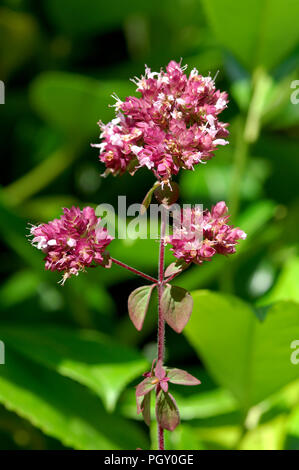 Origano - origano (Origanum vulgare) Marjolaine sauvage - origano Foto Stock