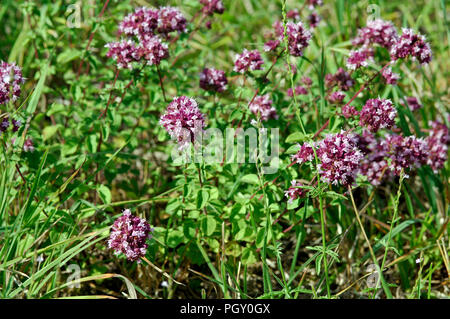 Origano - origano (Origanum vulgare) Marjolaine sauvage - origano Foto Stock