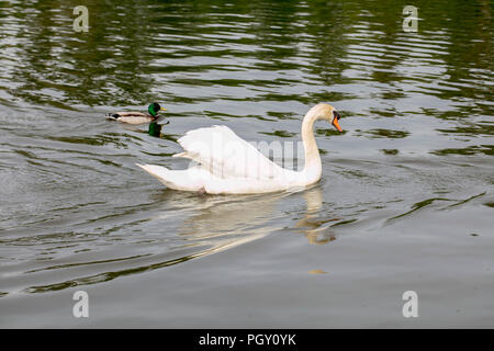 Il White Swan nuota su acqua con anatre Foto Stock