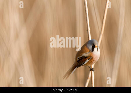 Barbuto Reedling (Panurus biarmicus) - maschio - Francia Panure un baffi Foto Stock
