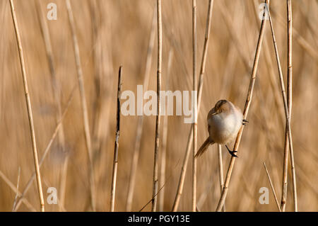 Barbuto Reedling (Panurus biarmicus) - femmina - Francia Panure un baffi Foto Stock