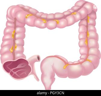 L'intestino crasso, chiamato anche il colon, fa parte delle fasi finali della digestione Illustrazione Vettoriale