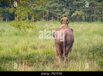 Mahout o elephant cavaliere a cavallo di un elefante femmina. La fauna selvatica e foto rurale. Elefanti asiatici come animali domestici Foto Stock