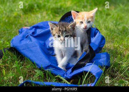 Due simpatici gattini guardando dal sacchetto la prima volta all'esterno. Foto Stock