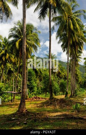 Albero di cocco plantation, Koh Chang island, Thailandia. Foto Stock