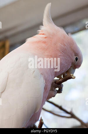 Grandi Mitchell's cacatua (Lophochroa leadbeateri) masticare su di un ramo Foto Stock