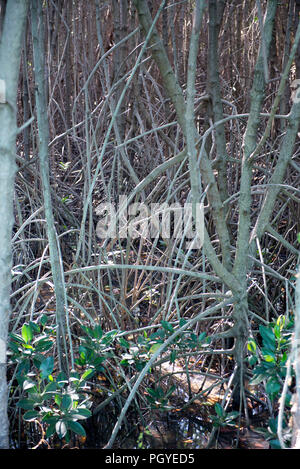 Thailandia, Petchaburi; giovane Mangrove progetto Foto Stock