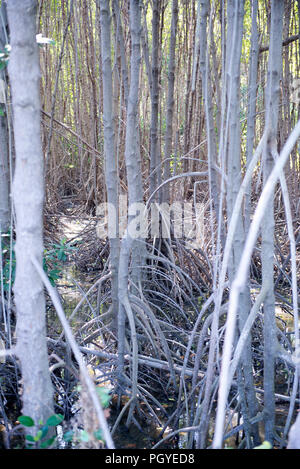 Thailandia, Petchaburi; giovane Mangrove progetto Foto Stock