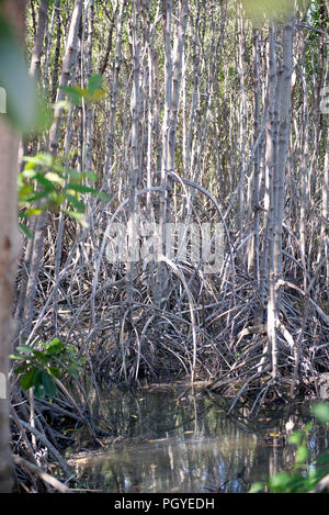 Thailandia, Petchaburi; giovane Mangrove progetto Foto Stock