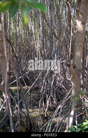 Thailandia, Petchaburi; giovane Mangrove progetto Foto Stock