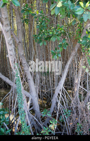 Thailandia, Petchaburi; giovane Mangrove progetto Foto Stock