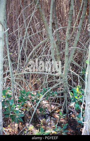 Thailandia, Petchaburi; giovane Mangrove progetto Foto Stock