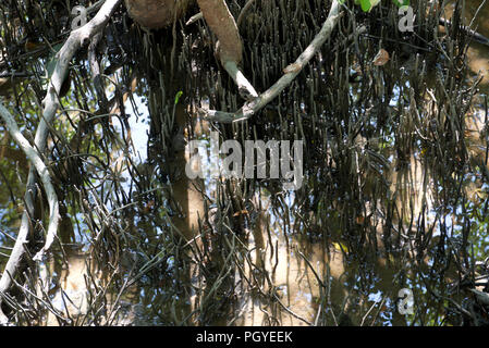 Thailandia, Petchaburi; giovane Mangrove progetto Foto Stock