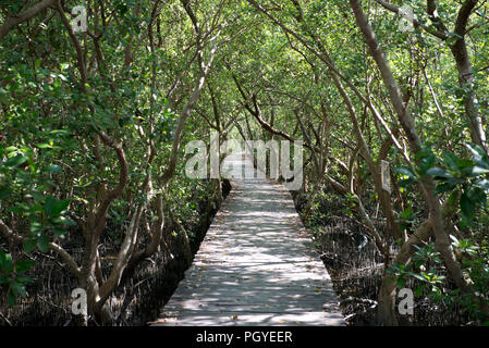 Thailandia, Petchaburi; giovane Mangrove progetto; percorso trail Foto Stock