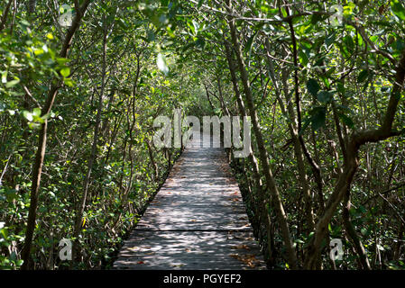 Thailandia, Petchaburi; giovane Mangrove progetto; percorso trail Foto Stock