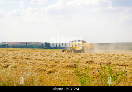 Gigante giallo grano lavoro mietitrebbia harvester macchina su oro campi di grano in estate, Ankara, Turchia Foto Stock